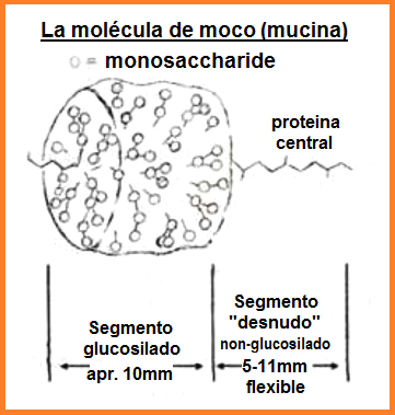Fig. 4+5: La molécula de
                  moco (mucina)