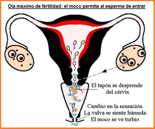 Órganos de la mujer
                    durante el día máximo: el moco permite la entrada
                    del esperma a la matriz