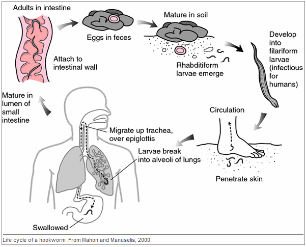 circulation in hookworm disease (English),
                scheme
