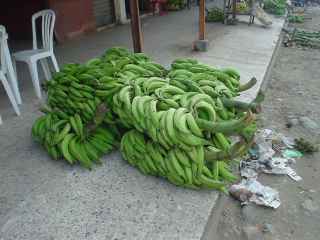 Bananas in Ecuador how they are
                  delivered from banana trees