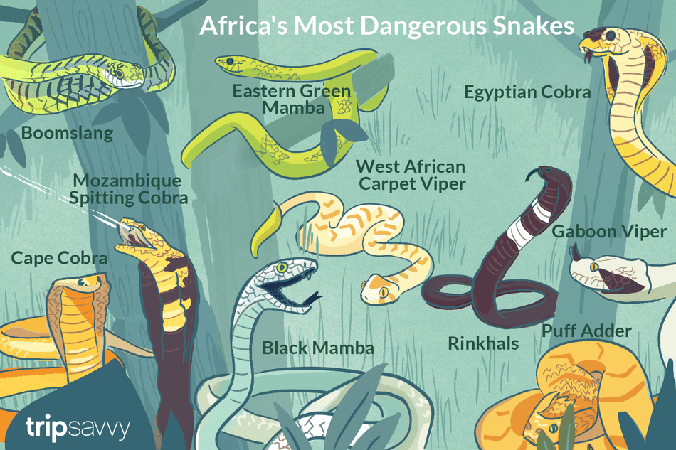 The 10 most poisonous snakes in Africa
(English) The 10 most poisonous snakes in Africa
(English)