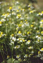 Pflanzliches
                        Antibiotikum: Kamille