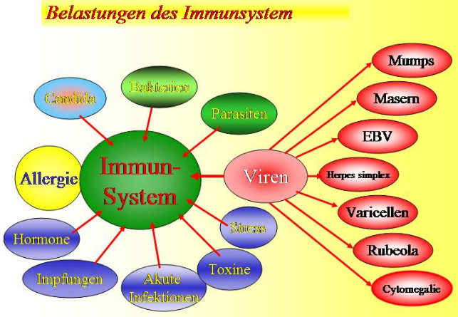 Die Belastungen fr das Immunsystem,
                            Schema
