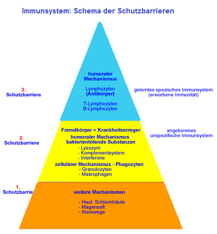 Die
                            Schutzbarrieren des Immunsystems, Schema