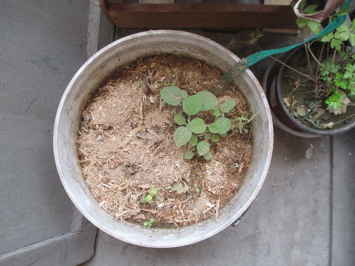 S�gemehl als Mulch f�r eine
                  Kesselpflanzung mit Schnurbew�sserung