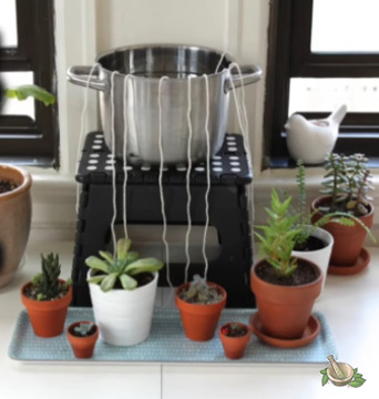 Pflanzen ziehen �ber Baumwollschn�re
                  Topfwasser rein