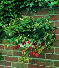 Erdbeeren in
                einem H�ngekorb