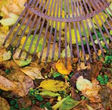 Herbstlaub