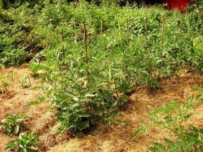 Mulched
                tomatoes with straw mulch