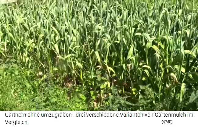 ajo crecido de 3
                    meses