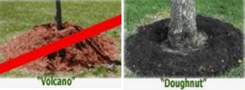 Tree mulching in ring form (donut shape), in the
                drip zone of the tree, never form a volcano form