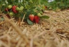 Homemade strawberries with straw mulch