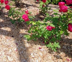 Rosas de Marigold
                con mantillo de corteza o mantillo de astilla de madera