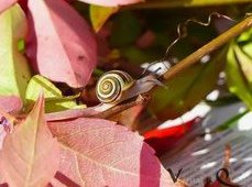 Caracol con
                casa en una rama