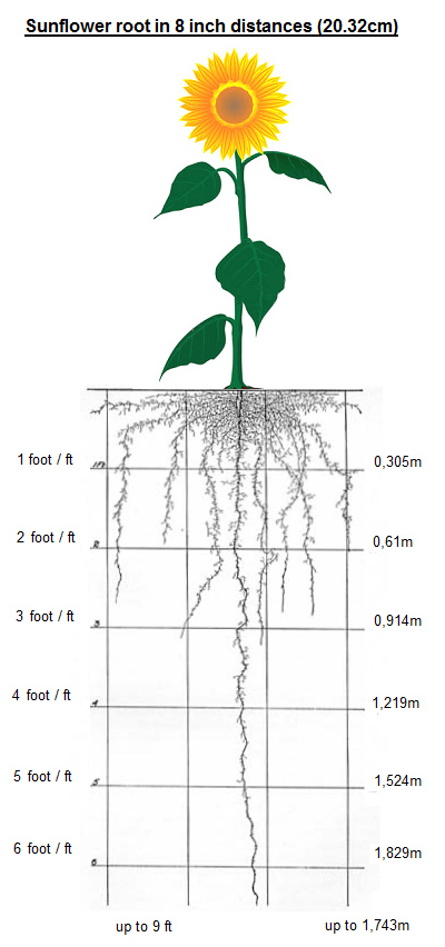The
                          root image of the sunflower (up to 9 feet /
                          1.74 m deep) in a close planting with an
                          interval of 8 inches (20.32 cm)