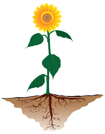 Tap root of the sunflower, a
                            fantasy scheme