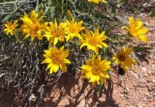 Wyethia
                              scabra (Desert Mule's Ears) [10] - roots
                              up to 1,2m deep