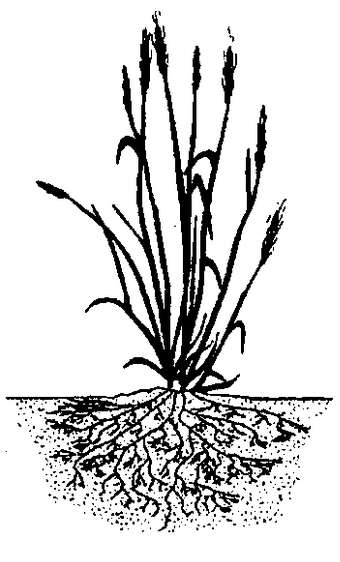 Flatrooters grass roots