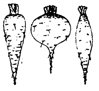 Knollenwurzler
