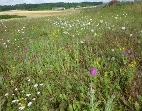 Poor
                      meadow on the German railway route Stuttgart-Ulm
                      after 2 years: with thyme