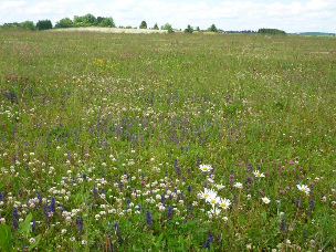 Poor meadow on the German railway
                      route Stuttgart-Ulm after 3 years: with thyme and
                      origanum