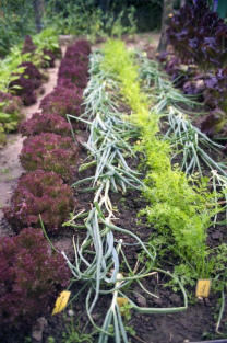 Bancal de verdura
                        con parejas de sue�o cebollas y zanahorias