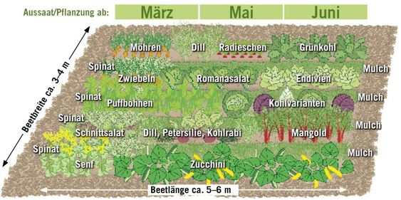 Gem�sebeet mit Mischkultur, Schema
                            02: