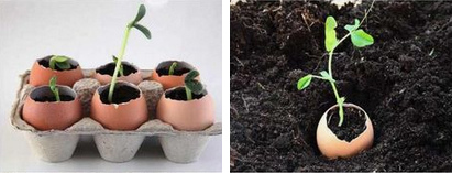 Keimlinge wachsen in Eierschalen: