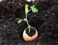 Keimlinge
            wachsen in Eierschalen: