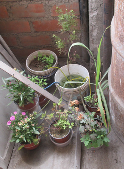 Automatische Bew�sserung mit Wasserkessel und
                    abgeschnittenen Schn�rsenkeln