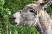 Esel fressen Wucherpflanzen und gegen Verbuschung, auch
            �ste von B�umen