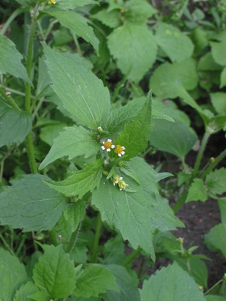 Behaartes
                  Knopfkraut