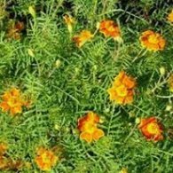 Tagetes minuta