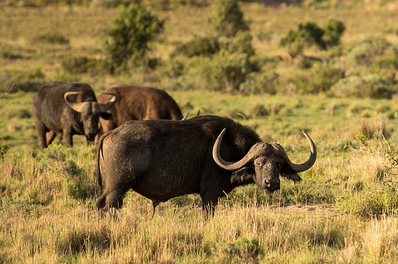 Wasserb�ffel fressen Unkr�uter auf
                    Reisd�mmen weg