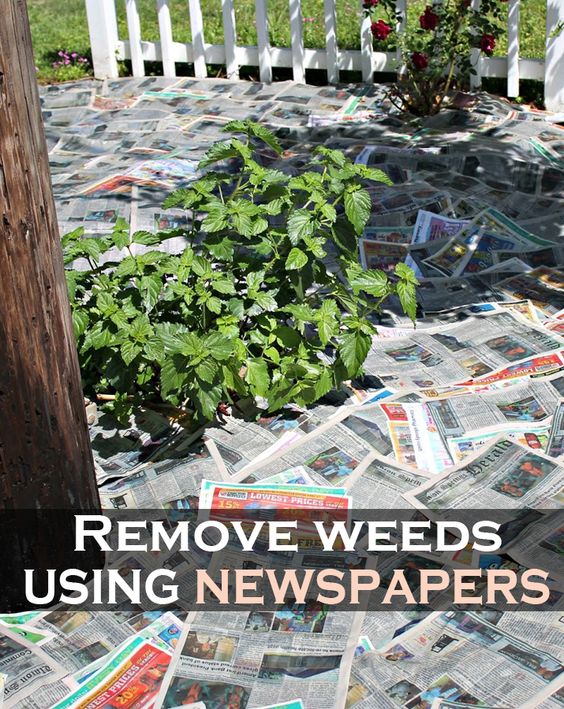 Zeitung
                gegen Unkraut auslegen 03