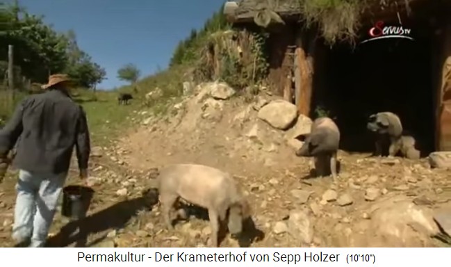 Duroc-Schweine auf dem Permakultur-Hof von Sepp
              Holzer pfl�gen die Felder und fressen Unkraut weg