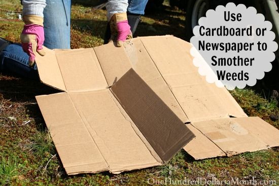 Put cardboard
                against weeds