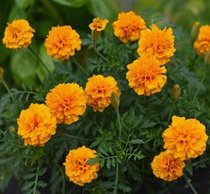 Tagetes -
              Studentenblume