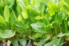 Sauerampfer, die jungen Bl�tter