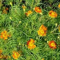 Tagetes minuta