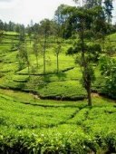 Coffee plantation with trees in Sri Lanka