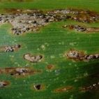 Corn rust:
                leaf's underside