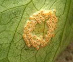 Pucciniomycetes: Puccinia sesselis