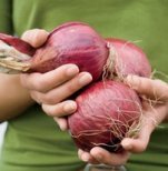 Red kitchen onions