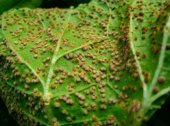 Mallow rust, underside of the leaves
              with red polka dot coating