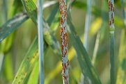 Pucciniomycetes: Puccinia graminis an
                  einem Weizenhalm