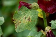 mallow
              rust with perforated leaves