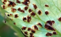 Pucciniomycetes: Puccinia bornmuelleri