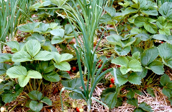 Positive mixed cultivation of
                    strawberries and onions
