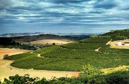 Coffee plantation without trees in Brazil